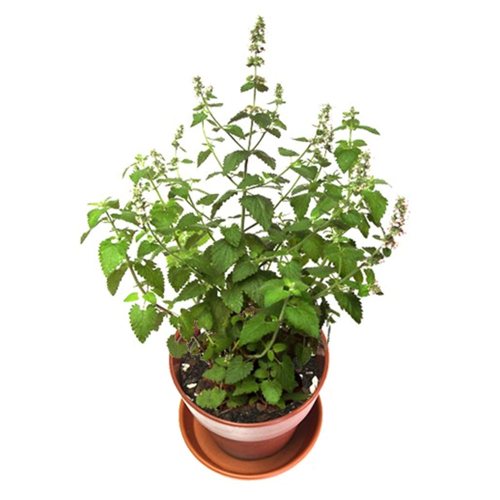 펫모닝 고양이 캣닢 화분 재배세트 (PMC-296)