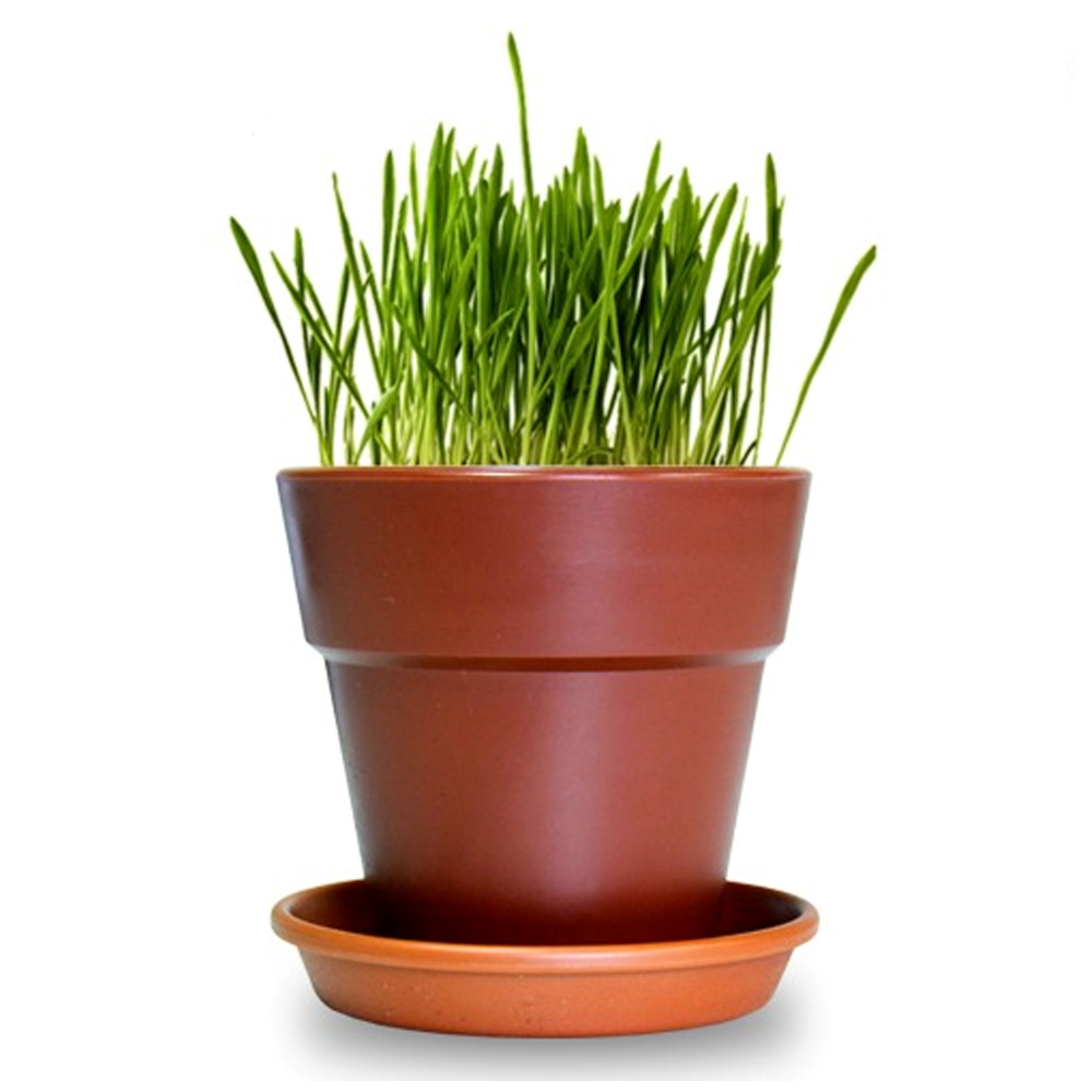 펫모닝 고양이 귀리 화분 재배세트 (PMC-295)