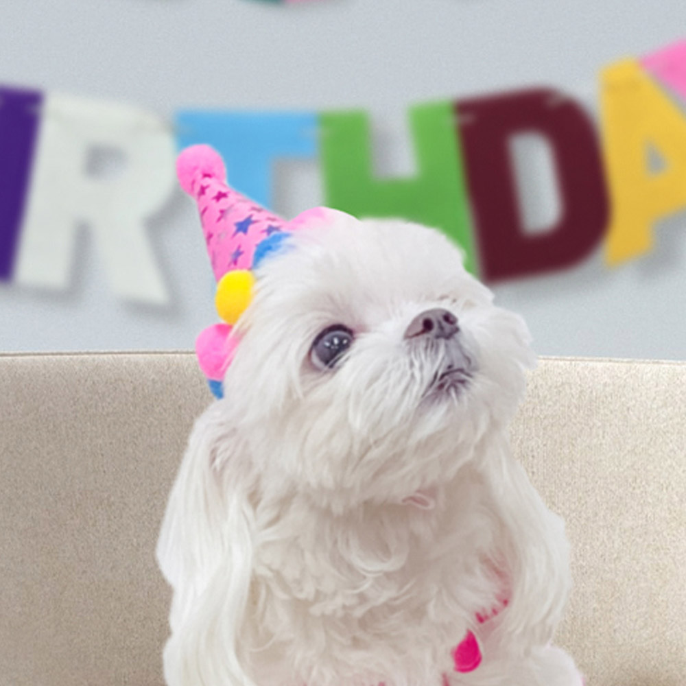 해피파티 펫 이벤트 생일파티 고깔모자 EVA