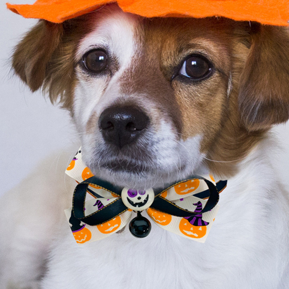 해피파티 펫 이벤트 할로윈 방울 목걸이 펌프킨 2단 리본