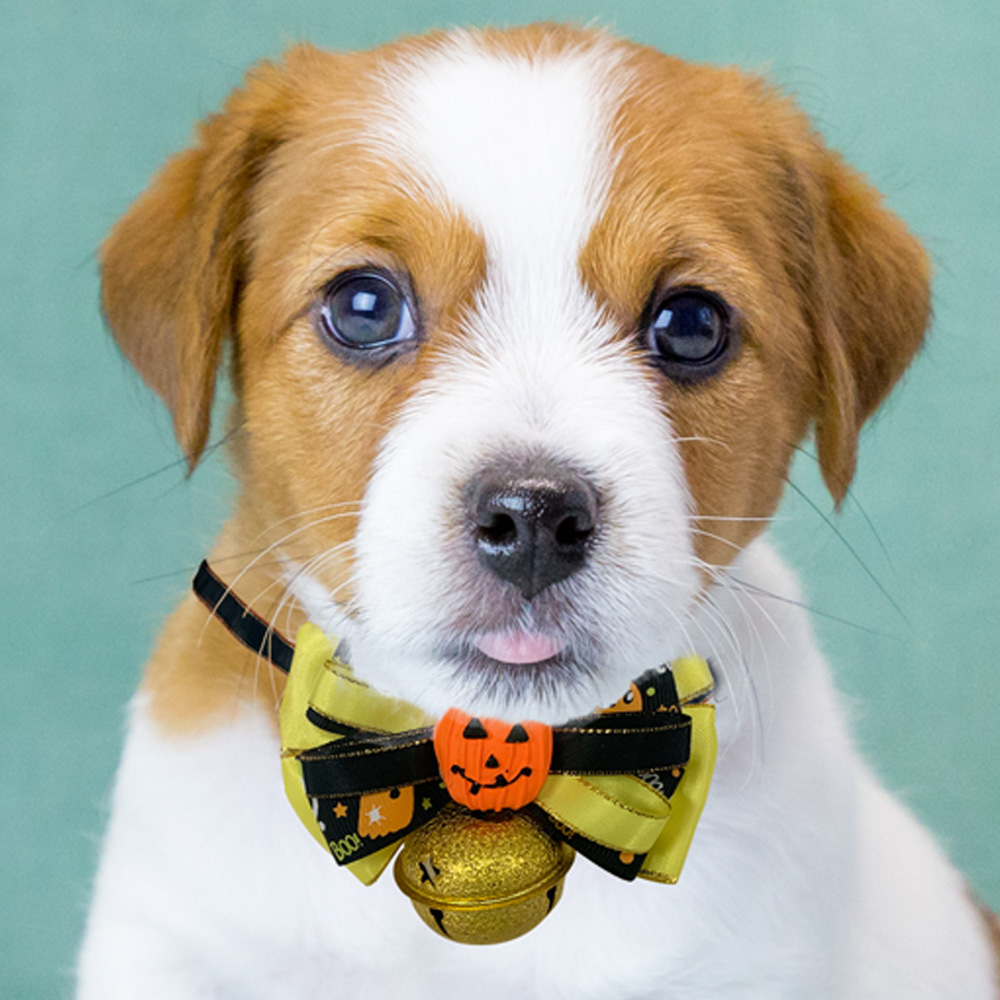 해피파티 펫 이벤트 할로윈 방울 목걸이 펌프킨 3단 리본