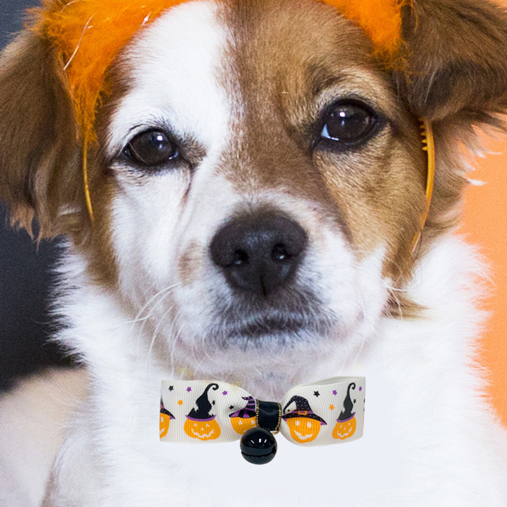해피파티 펫 이벤트 할로윈 방울 목걸이 펌프킨 리본