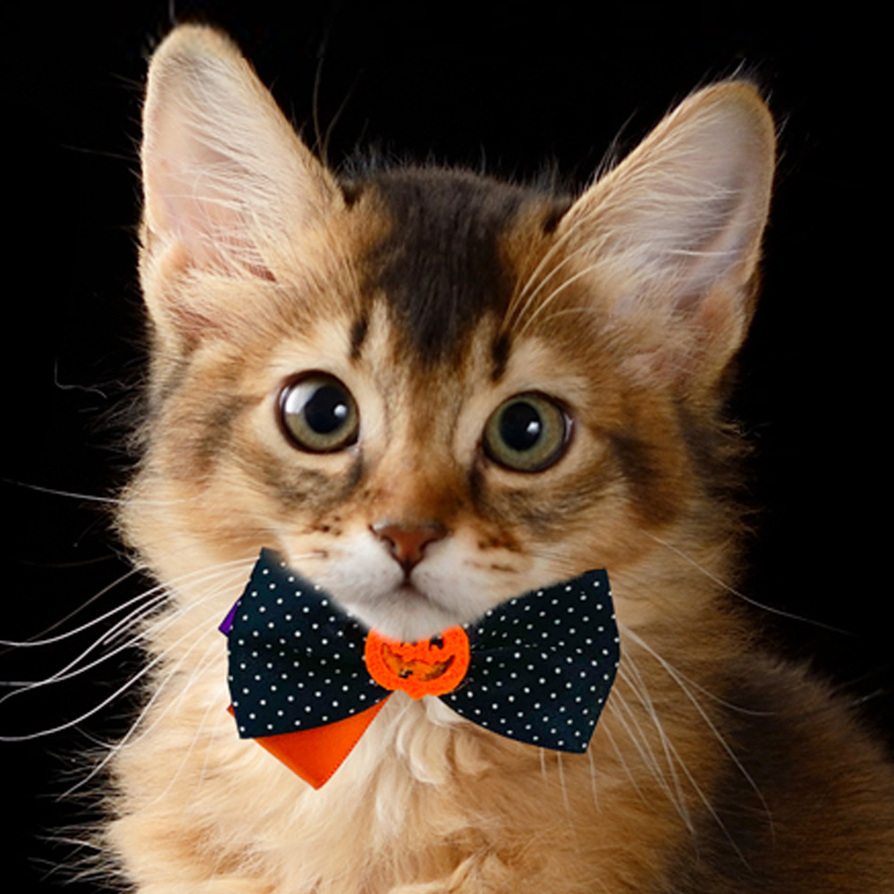 해피파티 펫 이벤트 할로윈 목걸이 펌프킨 리본