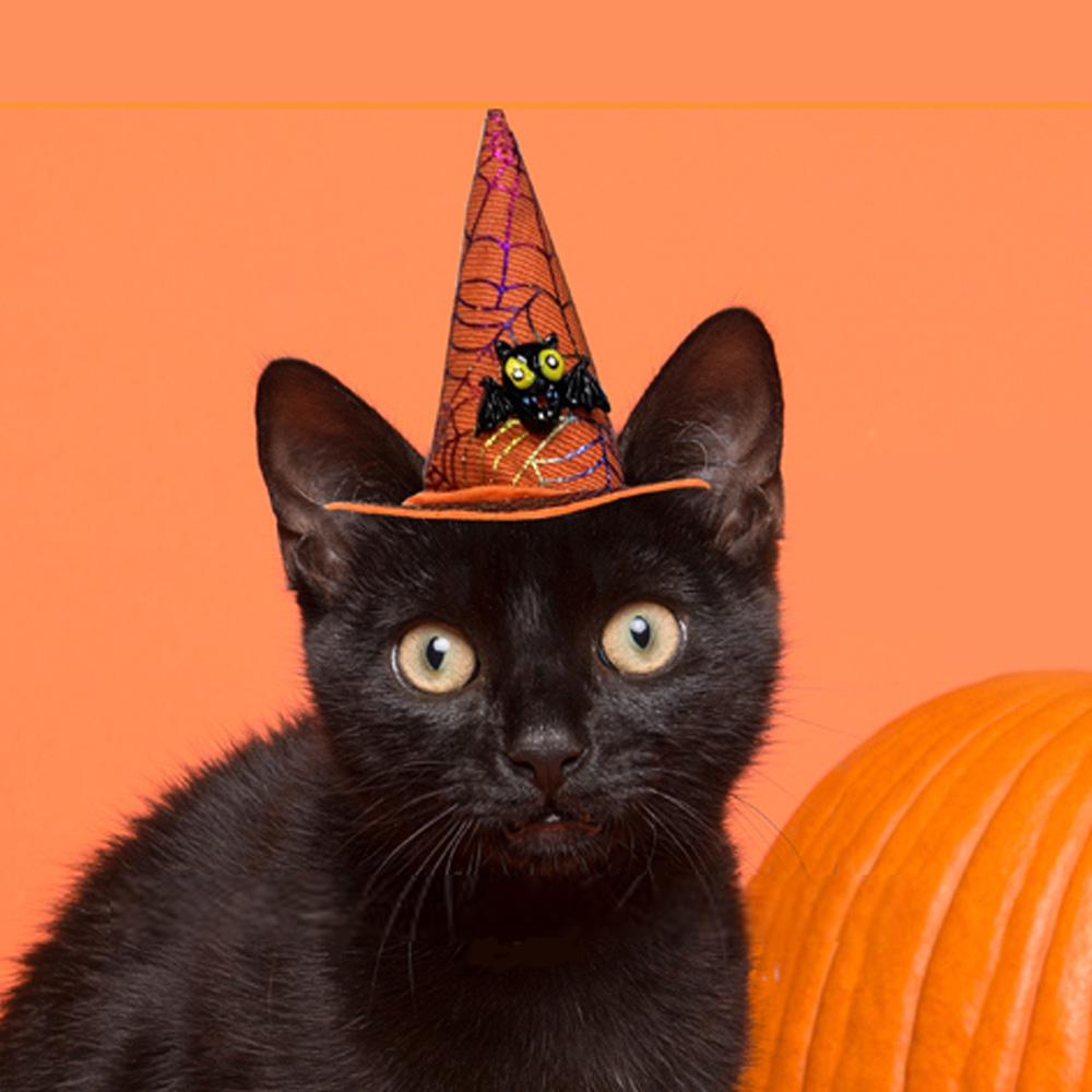 해피파티 펫 이벤트 할로윈 미니 마녀모자 박쥐 (오렌지)