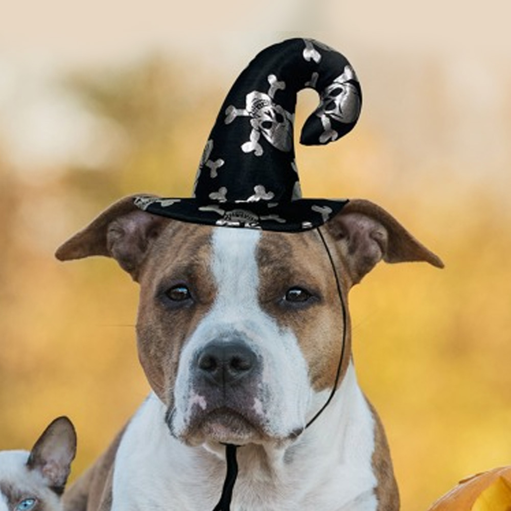해피파티 펫 이벤트 할로윈 미니 고급 마녀모자 해골 (블랙)