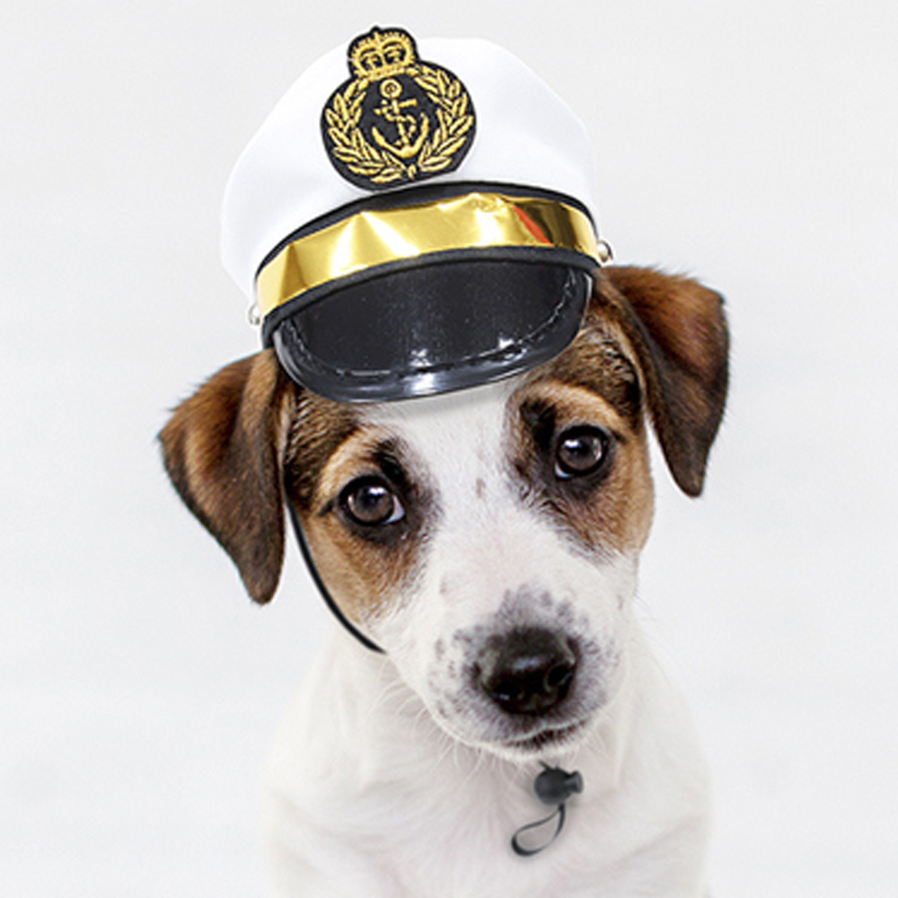 해피파티 펫 이벤트 강아지 모자 선장