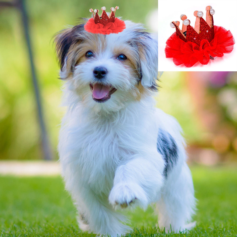 해피파티 펫 이벤트 생일 왕관 핀