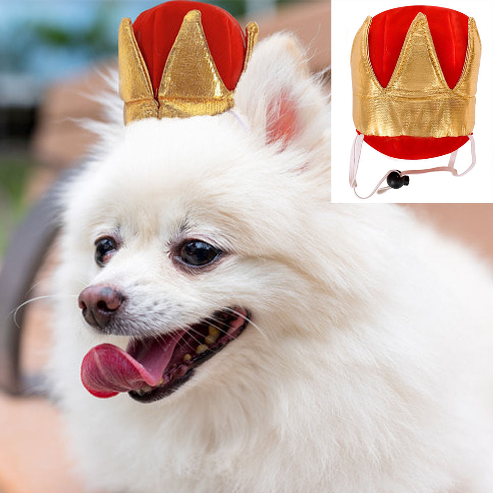 해피파티 펫 이벤트 생일 왕관 머리띠