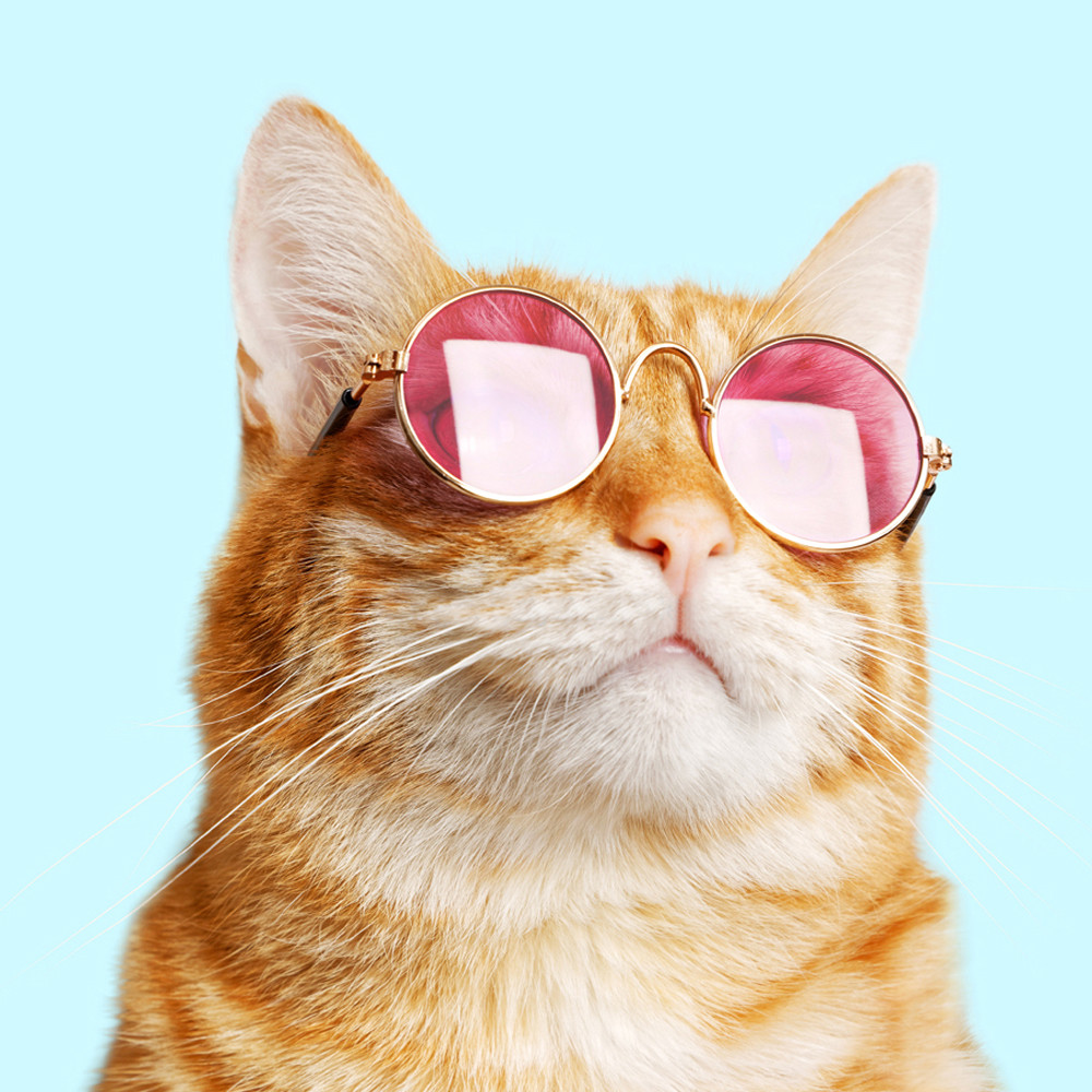 해피파티 펫 이벤트 패션 안경 (랜덤1개) 강아지 고양이 애견용품