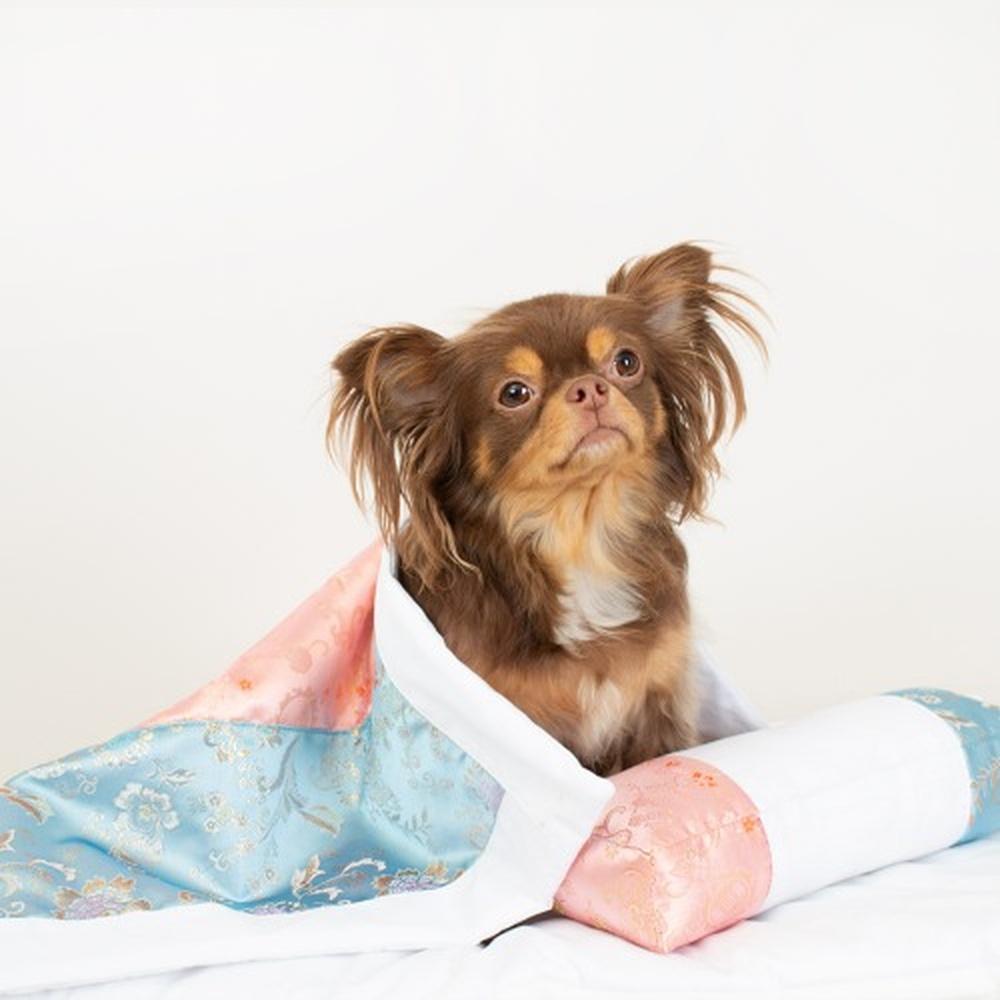 초코펫하우스 강아지이불 별당아씨 이불세트 애견이불 담요 펫담요 강아지침구