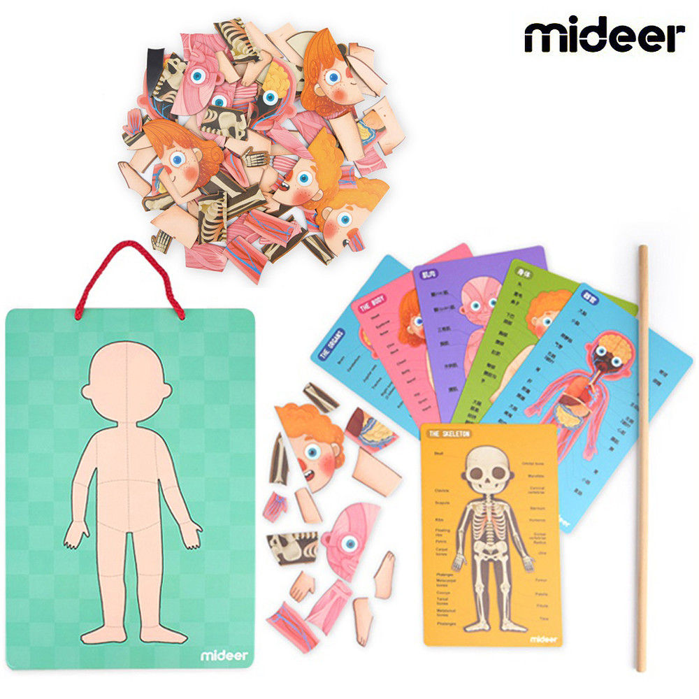 미디어 자석퍼즐로 알아가는 우리인체 (MD7013)